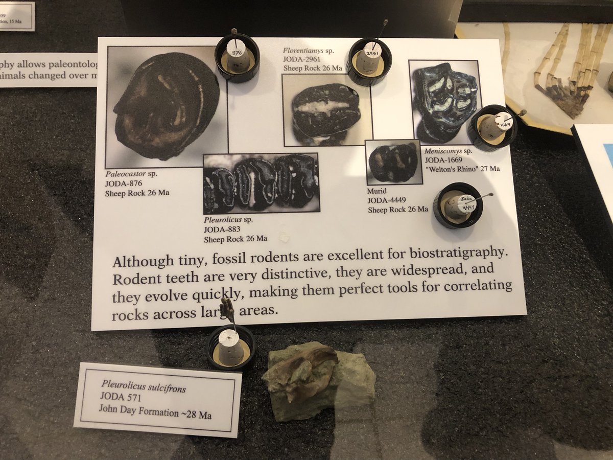 4: They are easy to identify. The dental morphology is very distinct for different families of rodents. So it is easy to tell apart a gopher from a beaver, rat, or squirrel just by looking at the teeth! Pictured is an exhibit in the John Day Fossil Beds illustrating this.