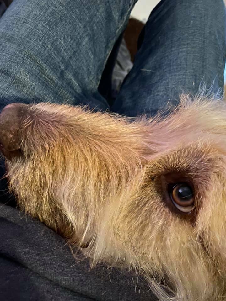 What an absolute sook ❤️🐾