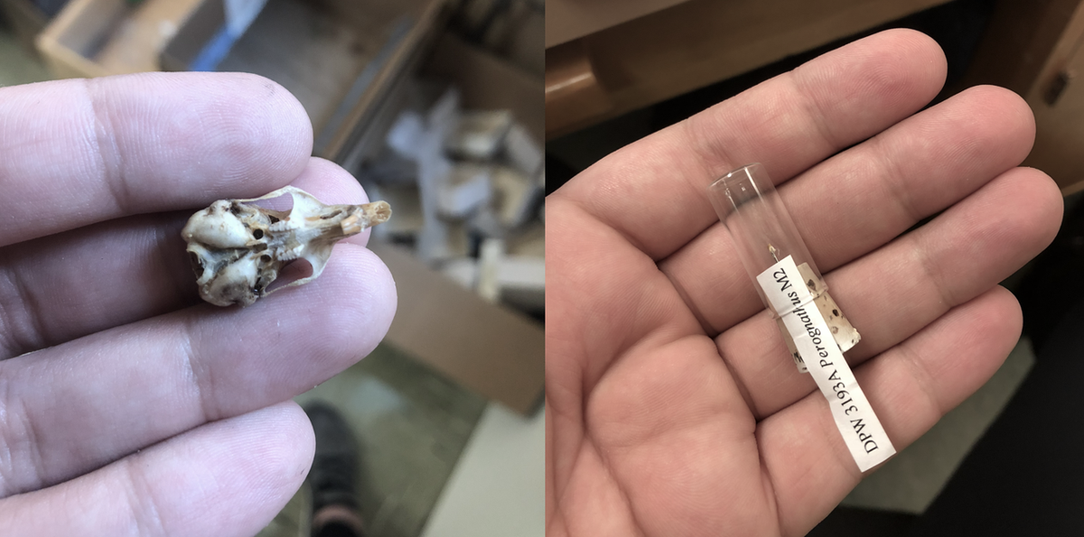 5: They are small, so we can store a lot of them in museums! Pictured here are some specimens that I work on. On the left, a modern Perognathus parvus skull, on the right, a fossil tooth from the same genus.