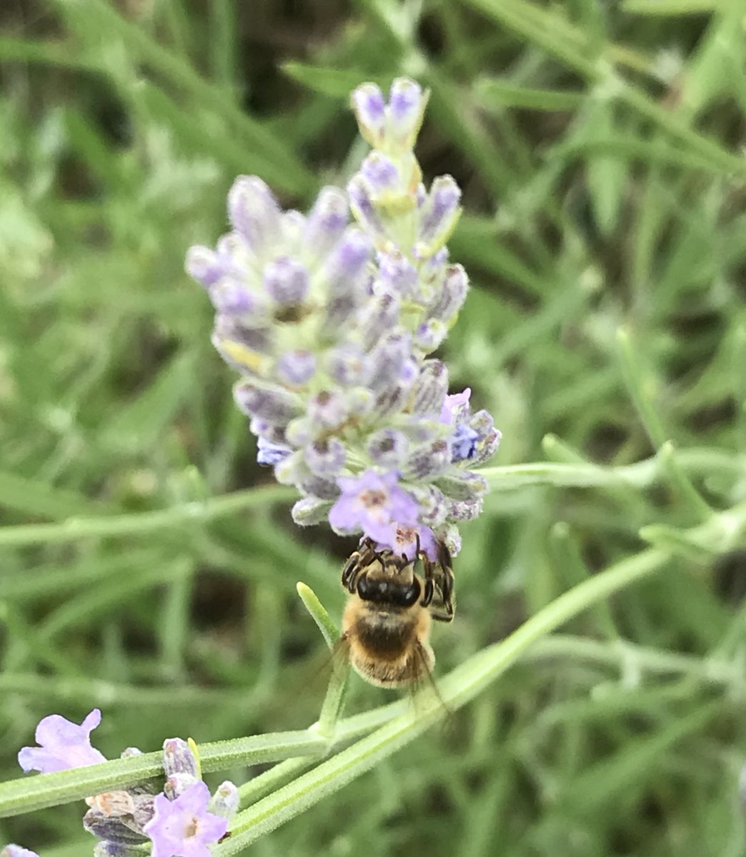 we4bee's tweet photo. Be(e) happy 🐝🐝🐝 #we4bee #bees #bee #bienen #umwelt #umweltschutz #flowers #flower #happy #behappy #photography #beehappy #insekten https://t.co/UpyAGGcmzt