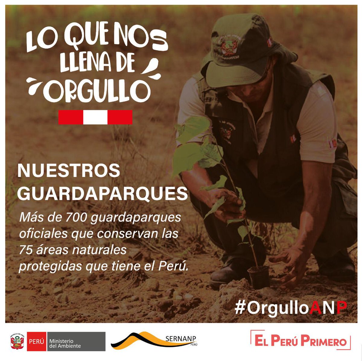 SERNANP's tweet photo. #OrgulloANP
💚Nos llena de orgullo nuestros guardaparques, valerosos hombres y mujeres que son los principales gestores y protectores del legado natural del Perú representado en sus áreas naturales protegidas.🌱🌸🐢🐦🐒🐆
#FiestasPatrias 🇵🇪 https://t.co/dLFXGYgjml