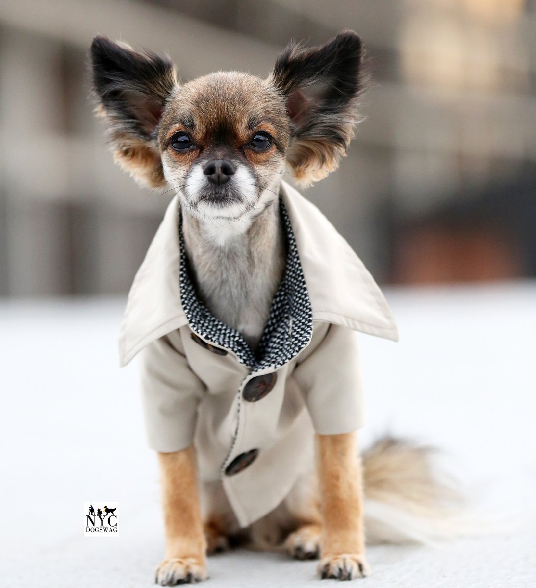 YeyushR's tweet photo. Create a Style,
know who you are.
Be original. Be unique.
It's cool to be different.
Be confident in yourself,
and the world will know who you are!
Renzo José
#yeyushandrenzo #style
Photo by our dear friend @jasonhowardnyc @nycdogswag  ❤❤❤❤❤ https://t.co/s6anAZQk9k