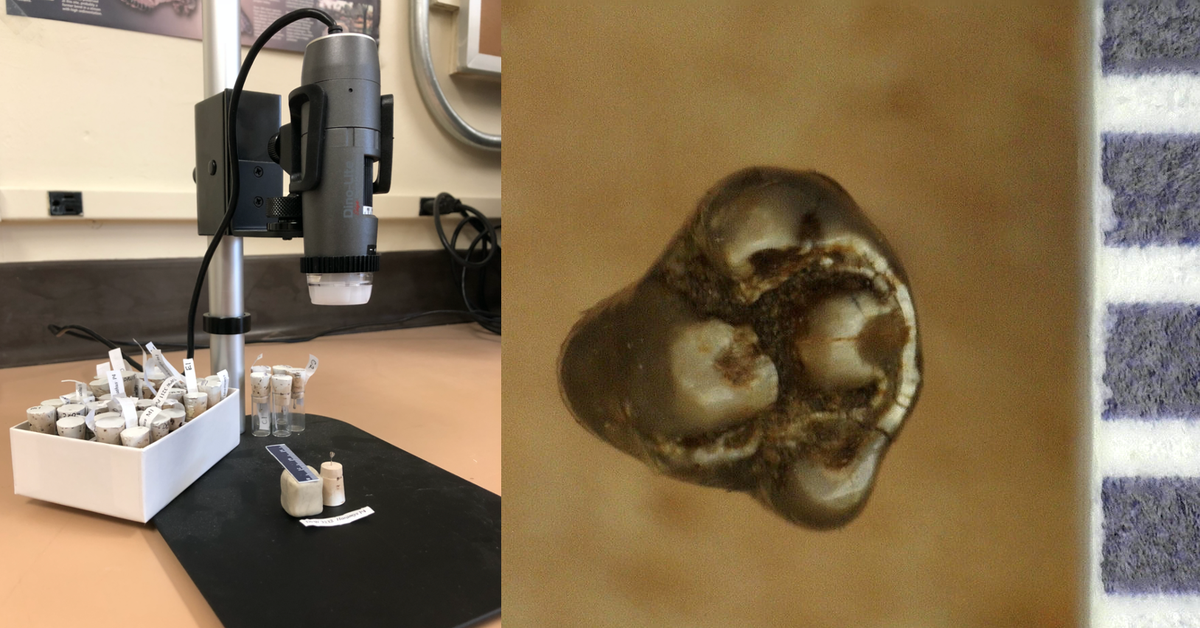 6: Even though they are small, we can use microscope cameras to see all of the detail on the skulls and teeth!