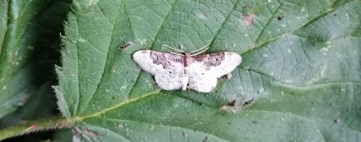 URewilding's tweet photo. Spotted just outside the reserve fluttering around the ivy cloaked fence, a delicate least carpet moth (Idaea rusticata). This night-flying moth has shown dramatic population expansion over the last 45 years, increasing by nearly 75,000% in SE England!#UKmoth #NoInsectinction https://t.co/A0jQc3h7Xi