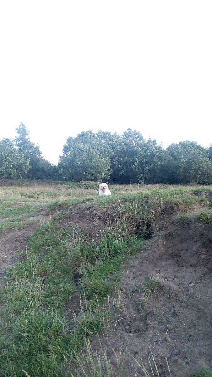 natalievaness15's tweet photo. Me disappeared over da hill, den me popped back up to check for me Mum 🙈 Peek-a-boo, 'ere me iz 😸 #TallulahAndTheGreatOutdoors https://t.co/ltg8PYBkrc