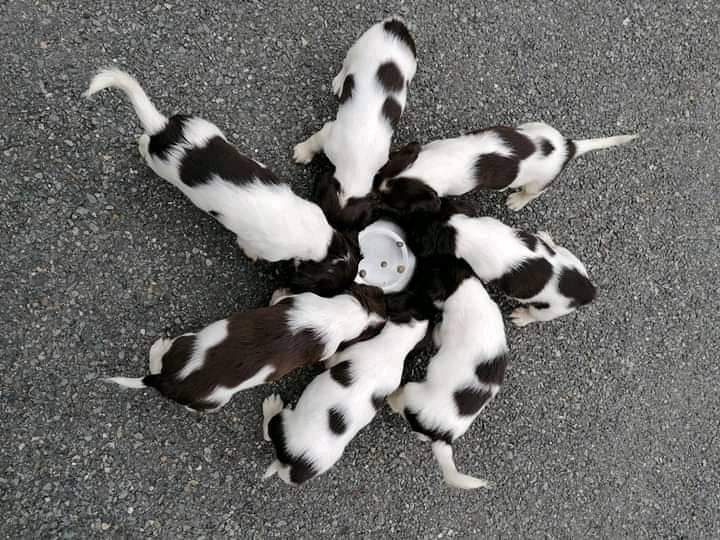 SinProps's tweet photo. TO ANYONE AROUND DUBLIN AND THE BORDERING COUNTIES.
7 spaniel pups were stolen from my friend in Wexford last week. The mother has only just been found, injured and dumped on the road.
Please make contact if you know of anyone trying to sell pups. RT please. @RachelDoyleMM https://t.co/7BHUQqYPP3