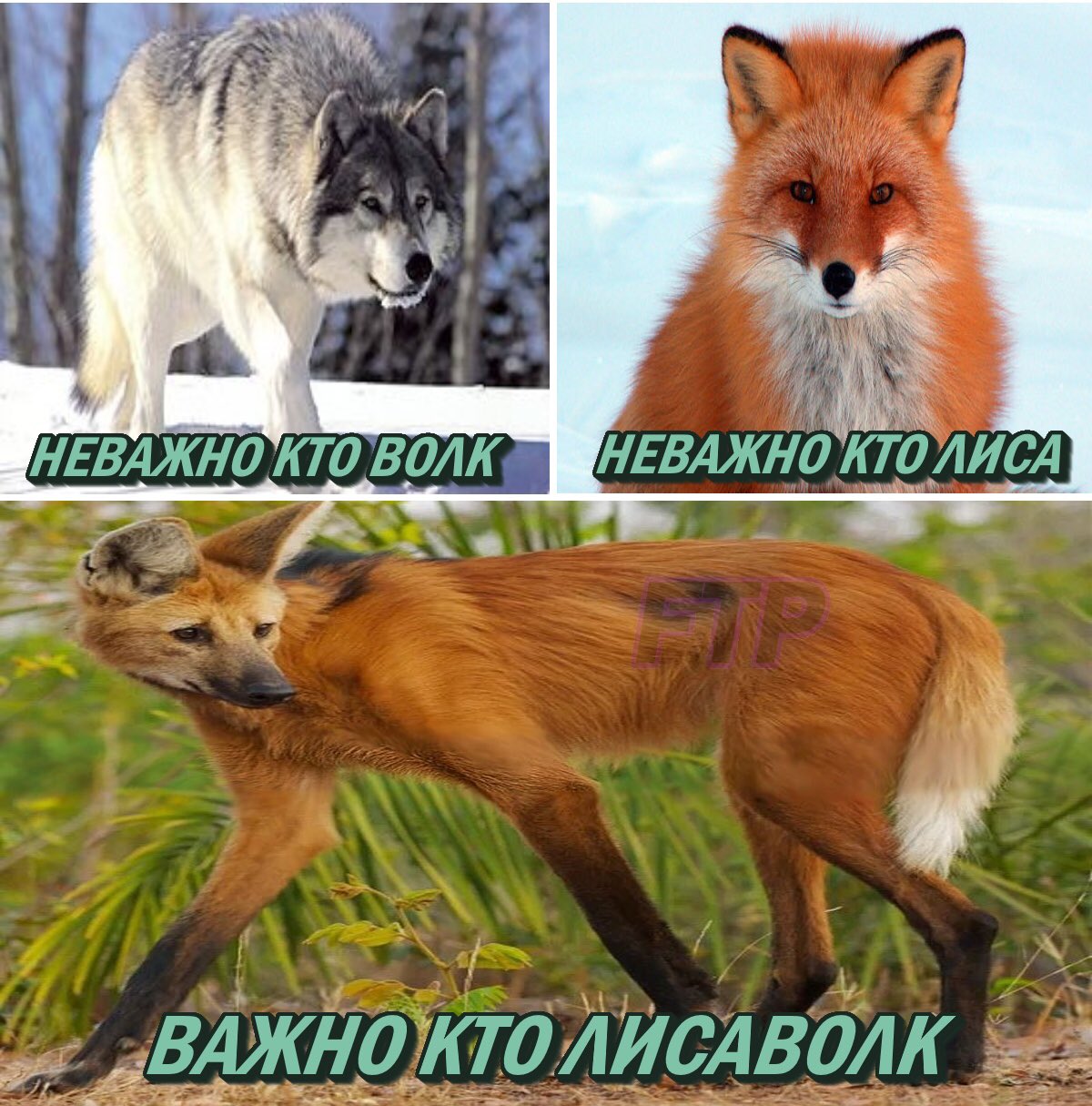 Цитаты волка Мем