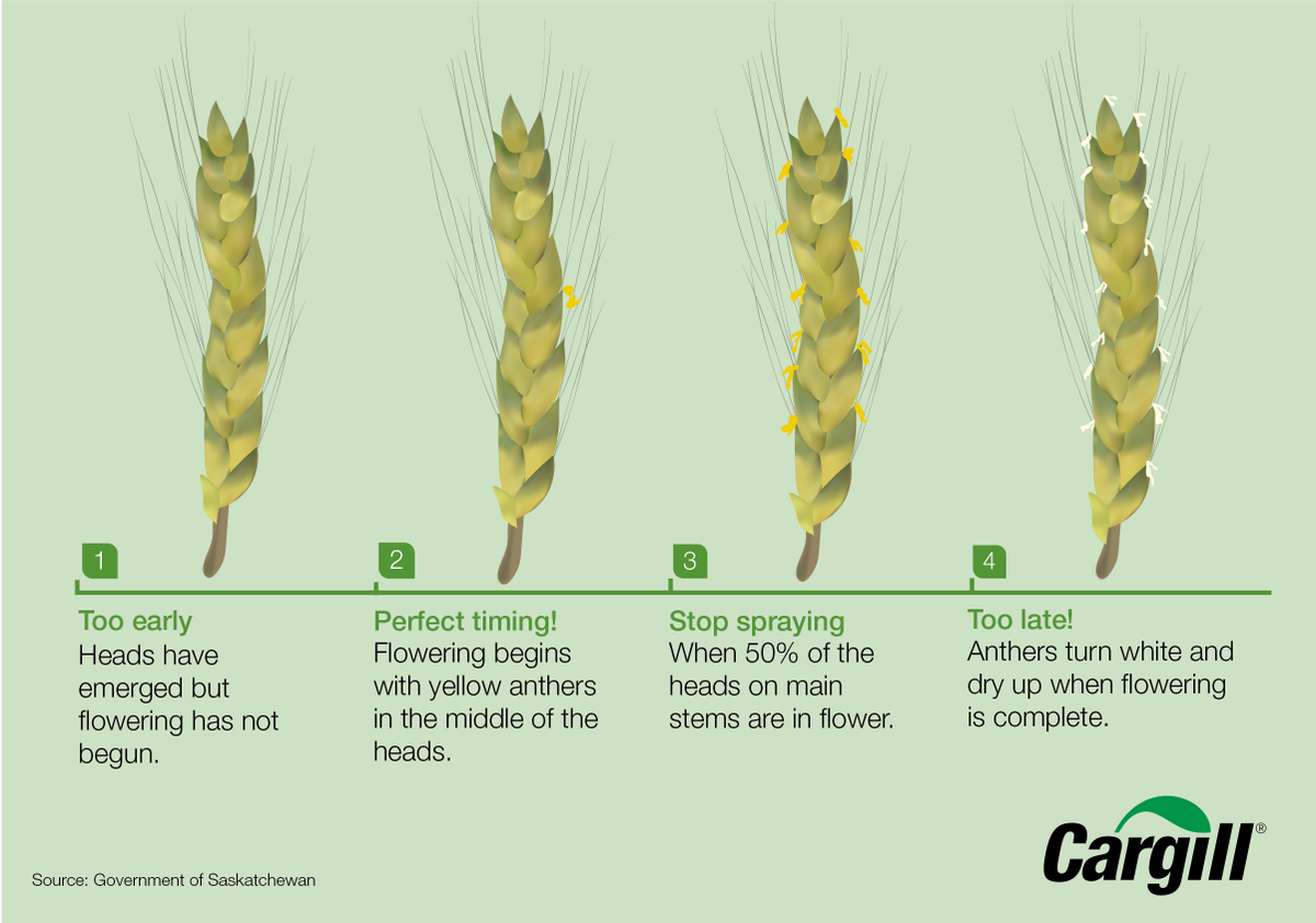 If you have a strong looking crop that you don’t want blowing out the back of the combine, now’s the time to protect against fusarium head blight. Getting the timing just right is critical for protection. #Spray20 #abag