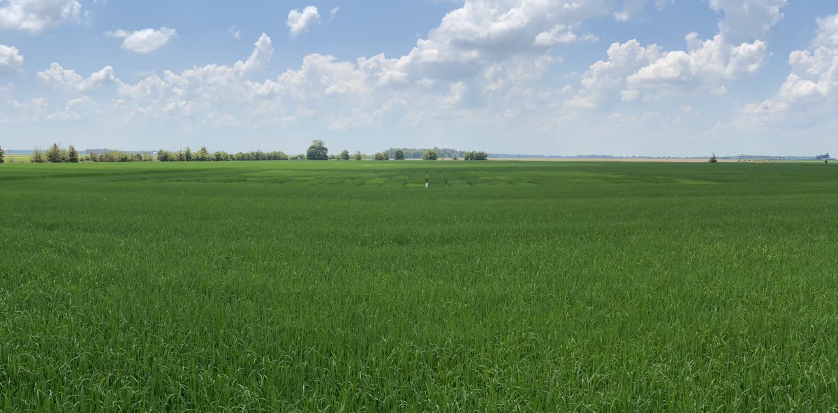JHardke's tweet photo. Arkansas Rice Update 7-10-20. https://t.co/K9fqxSOyjq
Conditions, foliar vs soil applied N, growth stage and fungicide timing, diseases, &amp; markets.
#ARrice https://t.co/J1U19H0KGs