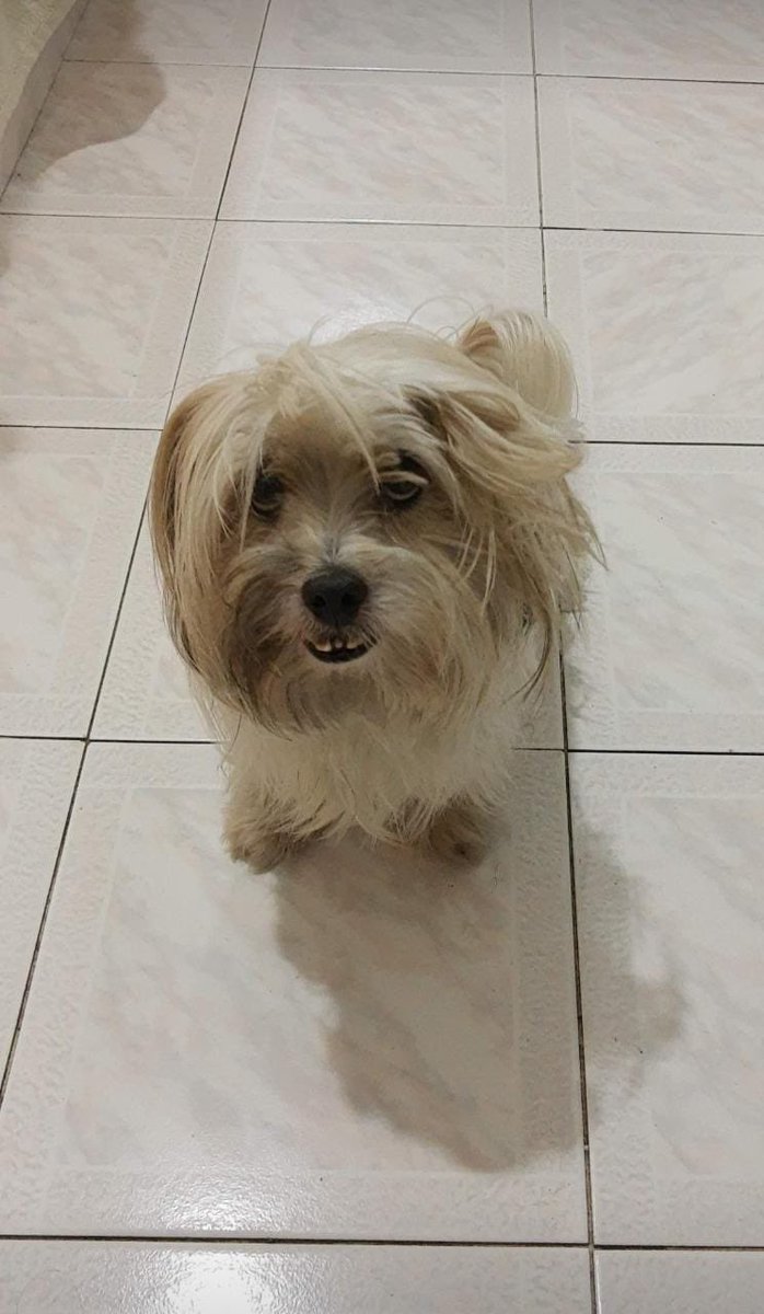 ALEXCAMINA's tweet photo. Amig@s y conocid@s por favor está perdido. Es de mi prima, vive en Villas de Veracruz en Cali y salió corriendo de la casa. 
No ha tenido paz la dueña... Responde al nombre de polo. La dueña es priscila 3208040460
Por fa ayúdenme a difundir 🙏🏽 

@piedrahitangela @OsaZamorano https://t.co/Q9CbFqnose