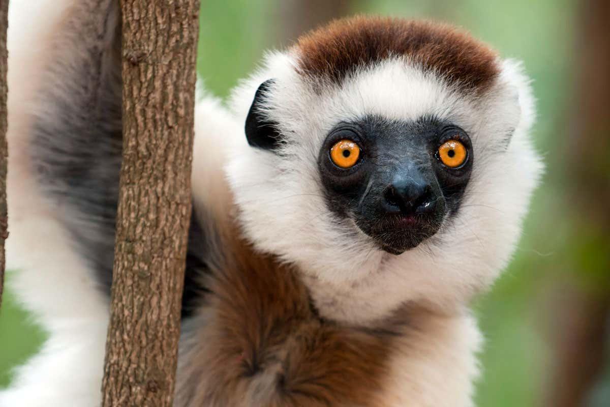 Almost all lemur species are now officially endangered bit.ly/327hdzo