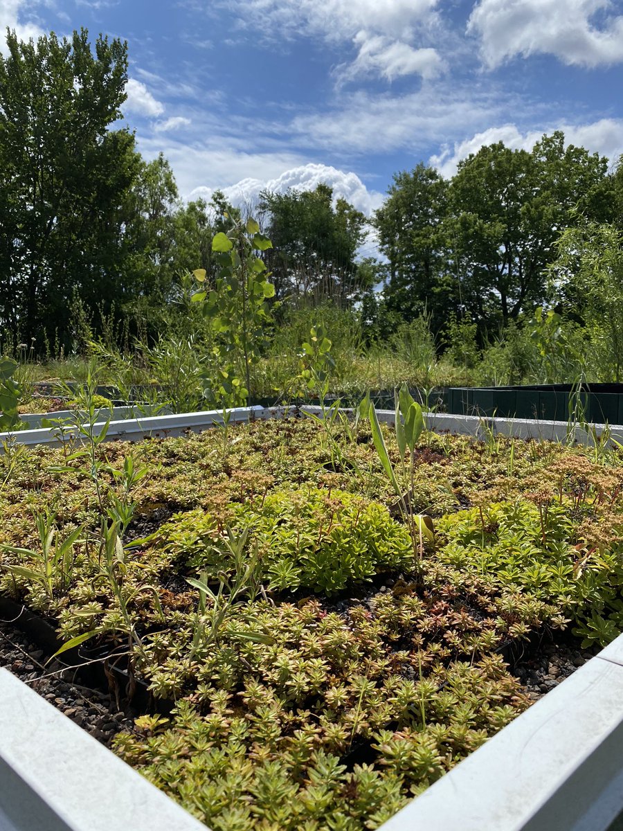 aaorteg's tweet photo. Great visit with leaders from @RevolutionWork1 and @GreencorpsChi to explore synergies to help Chicagoans to learn and hone skills in construction and ecological restoration. @chicagosmayor https://t.co/7WQSM6NhDc