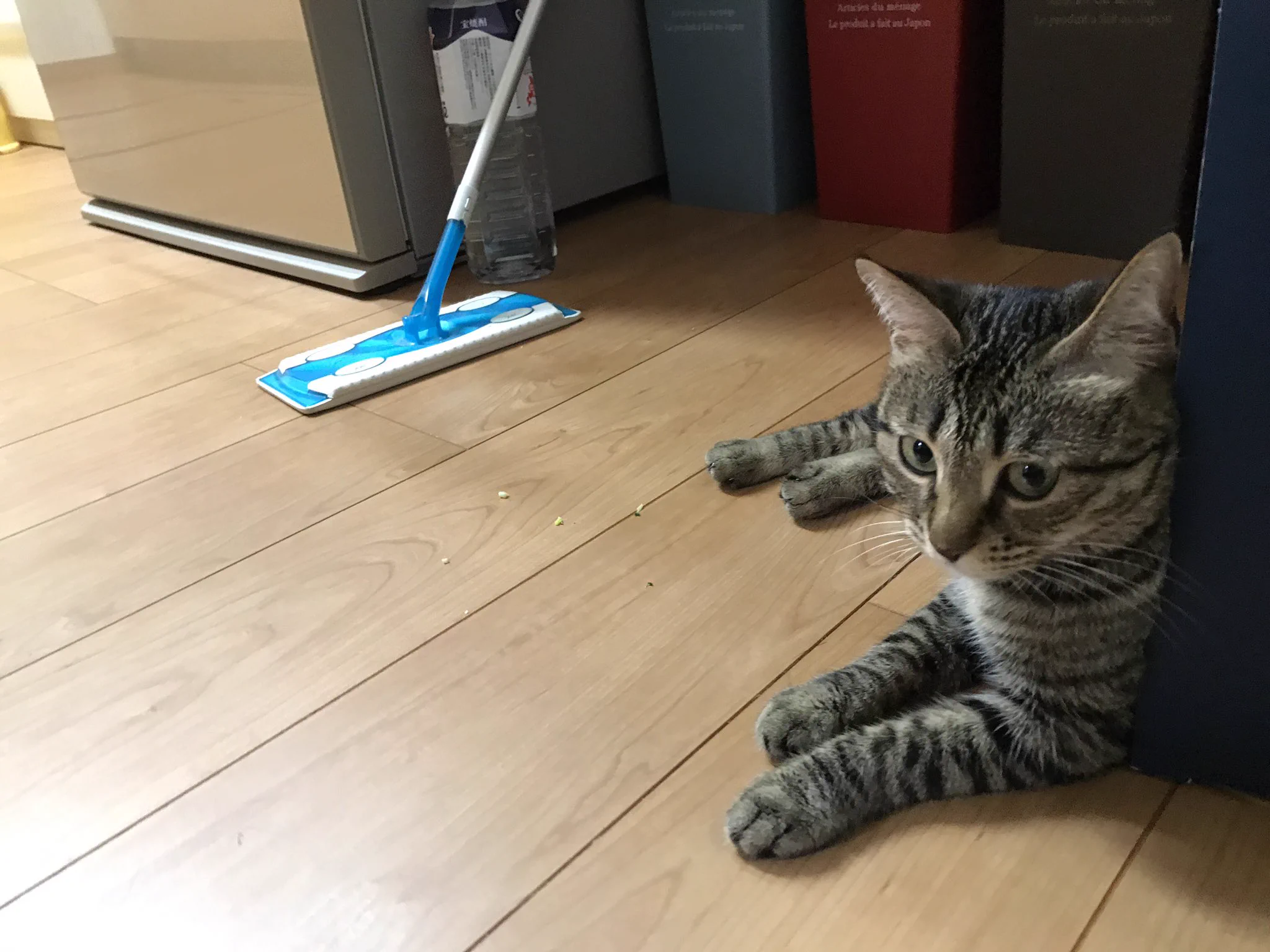 「俺のブロッコリーがなくなっているんだが…知らんかね？」⇒猫は目をそらした！ｗｗ