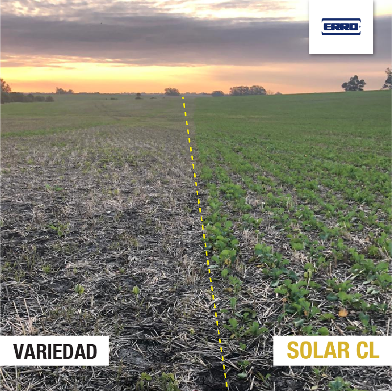 Un “seguro de implantación” que se hace valer desde el arranque!!
SOLAR CL vs variedad convencional. El Carry de herbicidas pasó “factura” en la implantación, que restará los kilos a cosechar!!