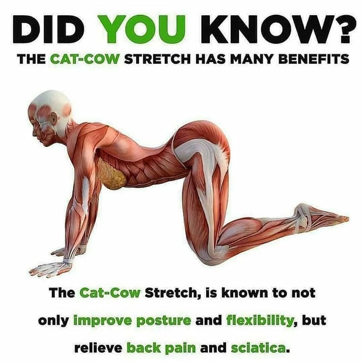 Cat & Cow Pose (Marjari Asana), This Asana is very helpful to increase the flexibility in Spine as well as relief from Neck & back pain and Sciatica

#neckpain #lowerbackpain #backpain #backpainsupport #yogasana #yogapose #yoga #spinehealth #spinemobility  #sciatica #sciaticare