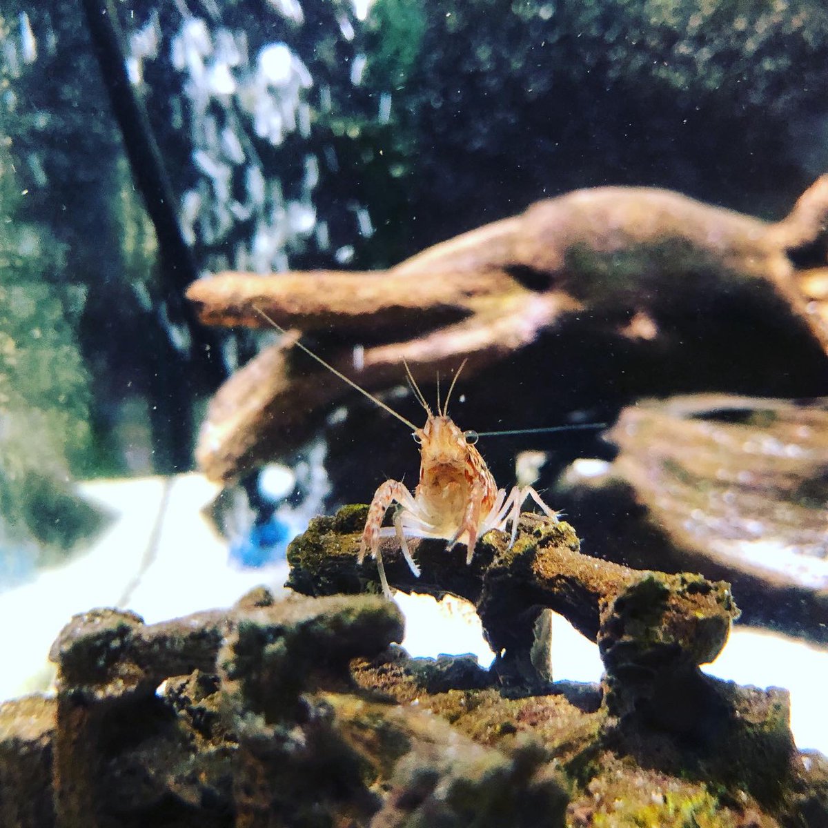 クレイフィッシュ