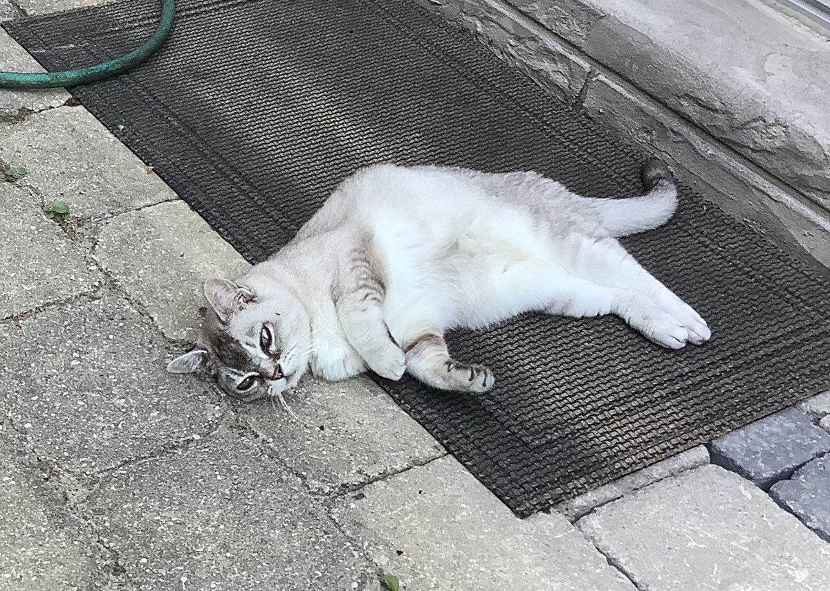 leet_muffin's tweet photo. #meltedCat https://t.co/6fDROnfUzX