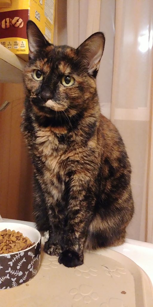 haleynicole_123's tweet photo. Your pet and what they’re named after https://t.co/LL8C8giF7p