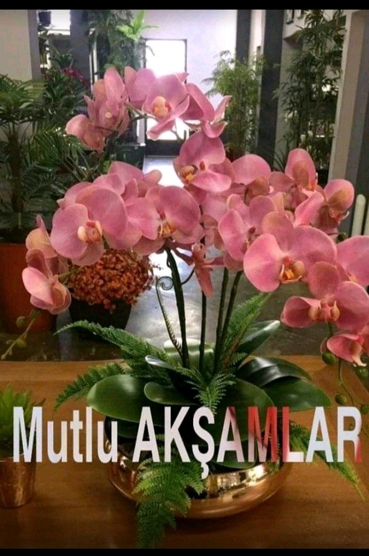 EvliMerdan's tweet photo. https://t.co/sLc9J42Hzm