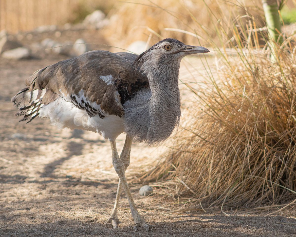 livingdesert's tweet photo. Walking into the weekend like....
#DidYouKnow As bustards, “birds that walk,” Kori bustards are mostly ground dwellers reserving the tremendous power required for taking off to escape predators.
#KoriBustard #BornToStrut #TheLivingDesert https://t.co/aIoZxIwpIS