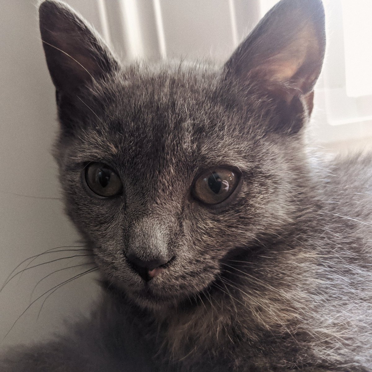 This is a three month old kitten. Fern always has the vibe of an old dust bowl photo.