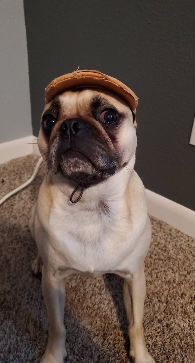buffaloccfyp's tweet photo. Your pet and what they're named after https://t.co/pw5tBgGdN2
