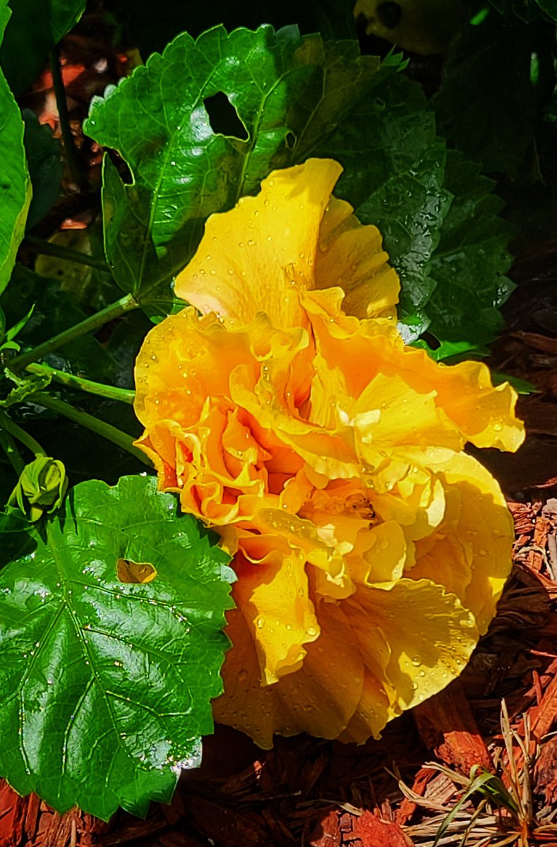 Lauderdale Vet tweet media