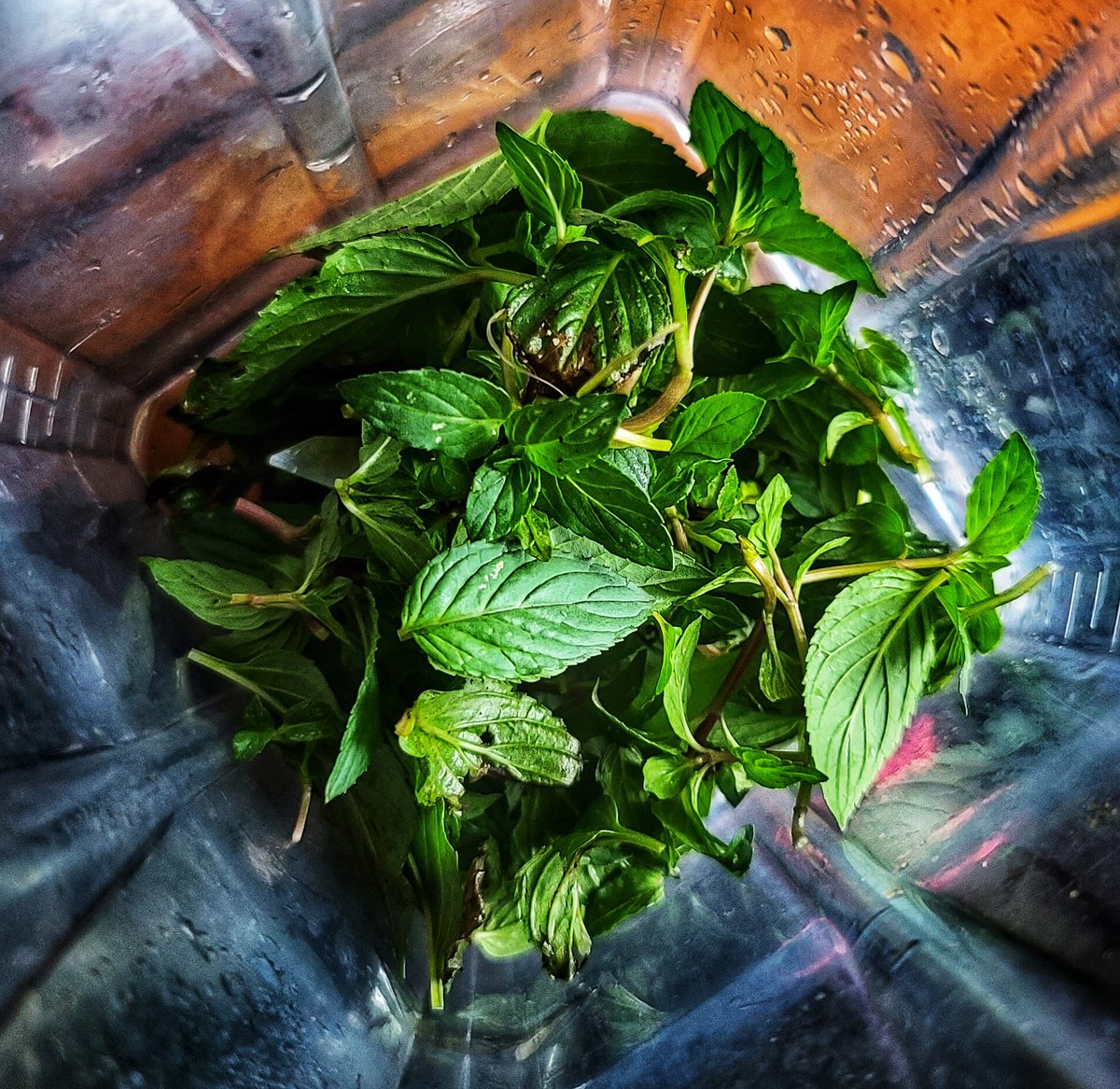 Lauderdale Vet tweet media