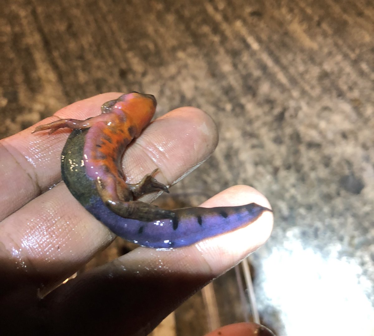 ｎina Auf Twitter アカハライモリの婚姻色バージョンを試作中です 繁殖期の雄は雌へのアピールのためか とても気合の入った色になるので再現してみました