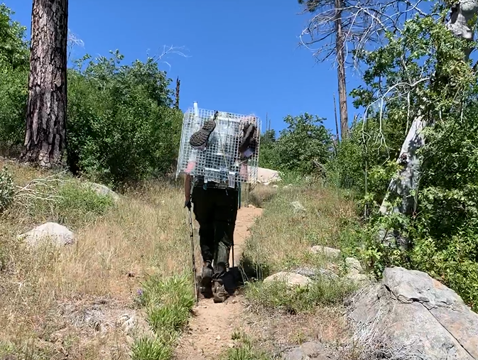 YosemiteNPS's tweet photo. Park rangers protect wildlife, right? But what does that actually look like?

Sidney Woodruff is a biologist working to understand declines in Yosemite's western pond turtle populations. The chief suspect? The invasive American bullfrog! https://t.co/dRHzT1P9uL #ScienceInParks https://t.co/MLdQVQyDl6