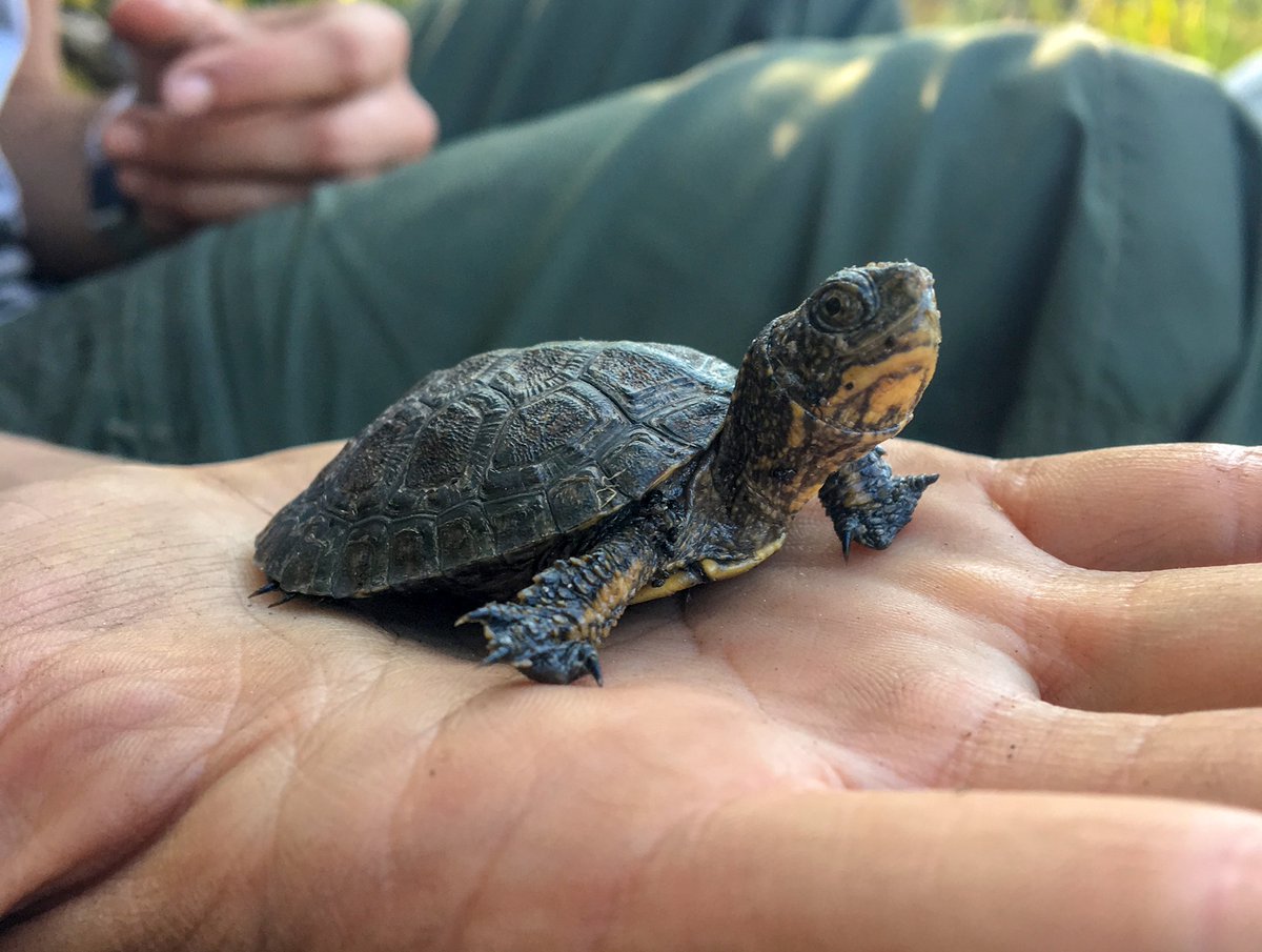 YosemiteNPS's tweet photo. Park rangers protect wildlife, right? But what does that actually look like?

Sidney Woodruff is a biologist working to understand declines in Yosemite's western pond turtle populations. The chief suspect? The invasive American bullfrog! https://t.co/dRHzT1P9uL #ScienceInParks https://t.co/MLdQVQyDl6