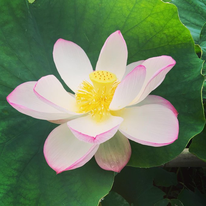 蓮の花のtwitterイラスト検索結果 古い順