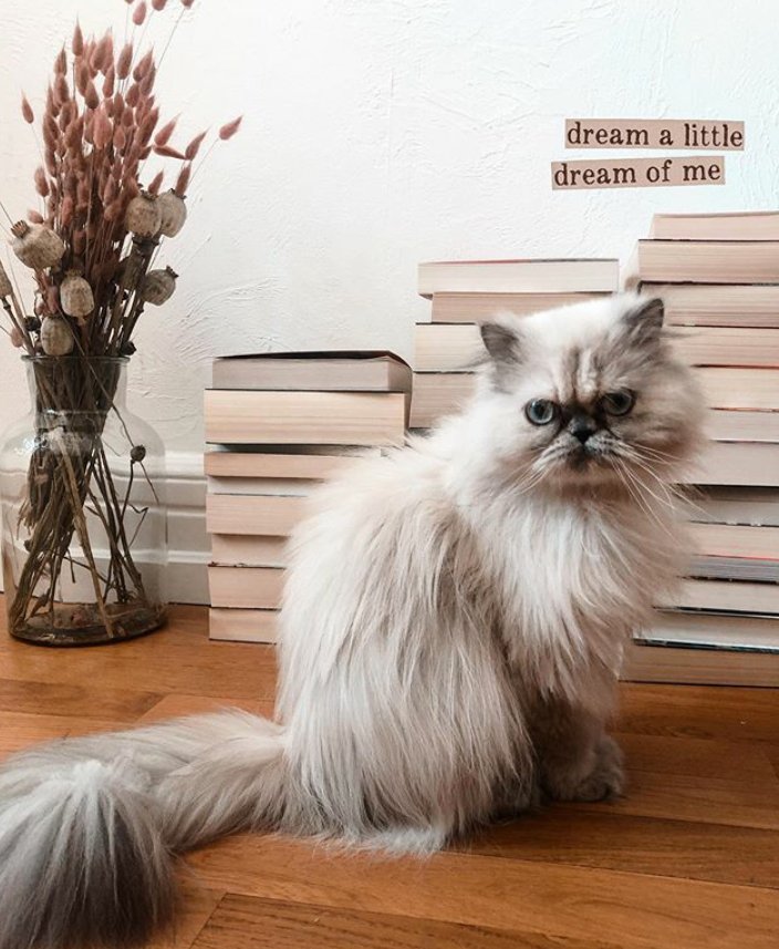 aneftari's tweet photo. Moinsen und Nachti #Twitterlinge, ich penne jetzt auf meinen Büchern und wehe. ..Ihr klaut was. I AM WATCHING YOU . 📚📚📚😆 https://t.co/gMQ4K5qUkq