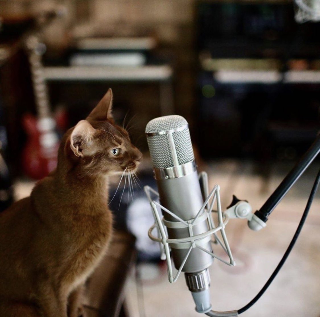 Happy Friday! “Is this thing on?” @telefunken_mics @ondecksoundstudio #telefunken #catlover #adoptdontshop #catsonamps