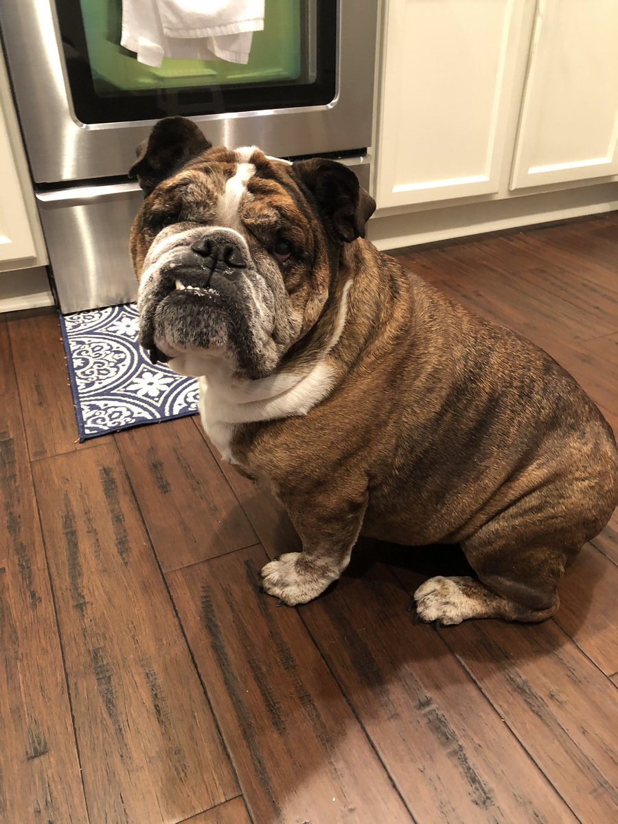 Bjbryant3's tweet photo. When the wife and kids leave a few days ahead of you moving across the country, and you are back to that bachelor life for a couple days... #TwoOldDogs #bachelorpad https://t.co/yKz1Jc50Bp