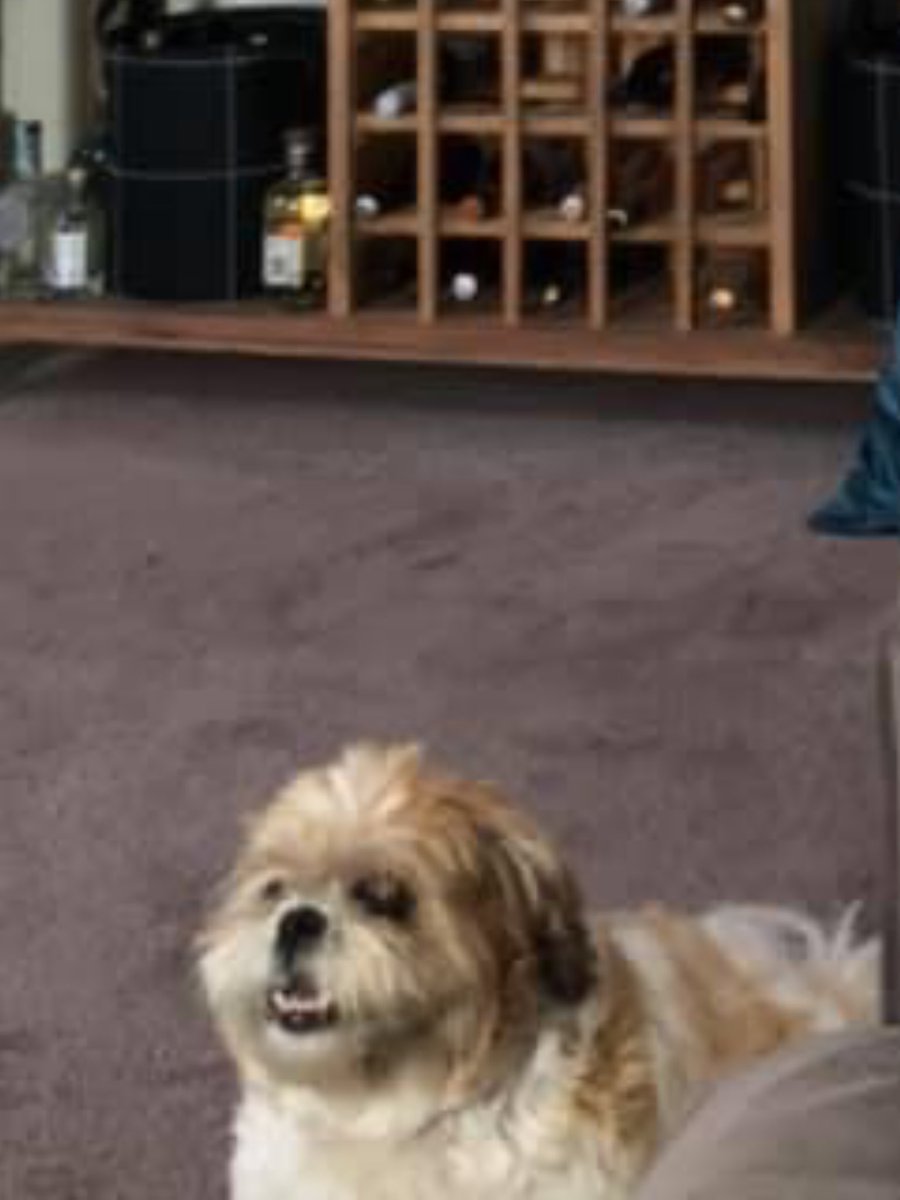 ThatGuyWhoGame1's tweet photo. @dantdm This isn’t a TikTok but here’s my dog gone pshyco or how ever u spell it https://t.co/bPzvRqR1jV