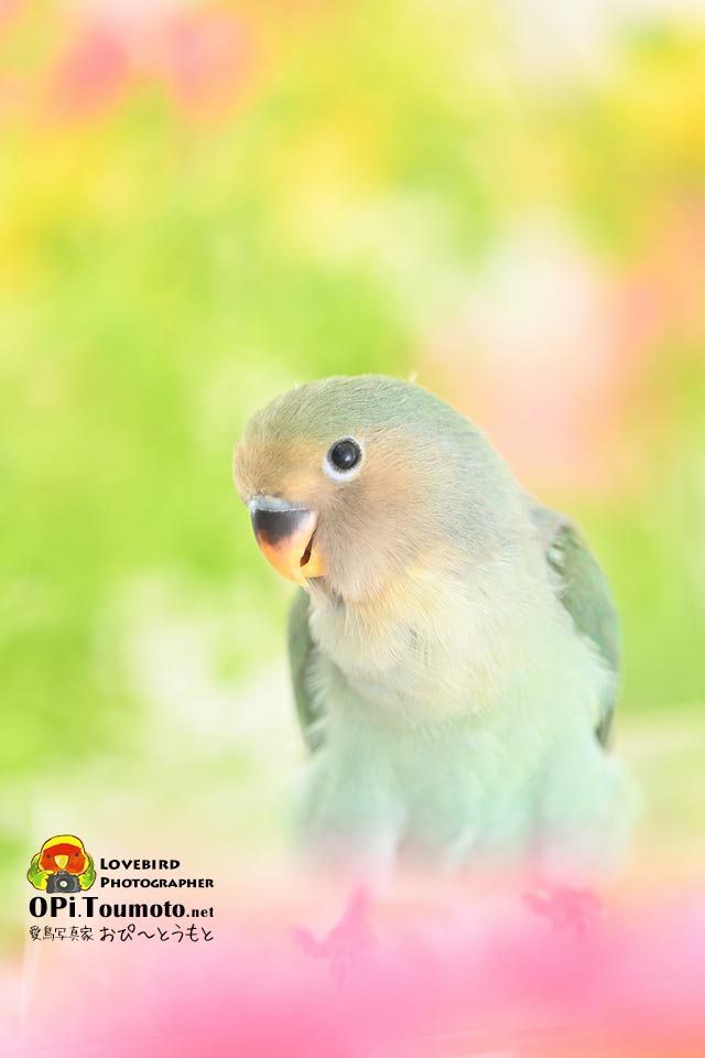 OPi.Toumoto📷🐦 tweet media