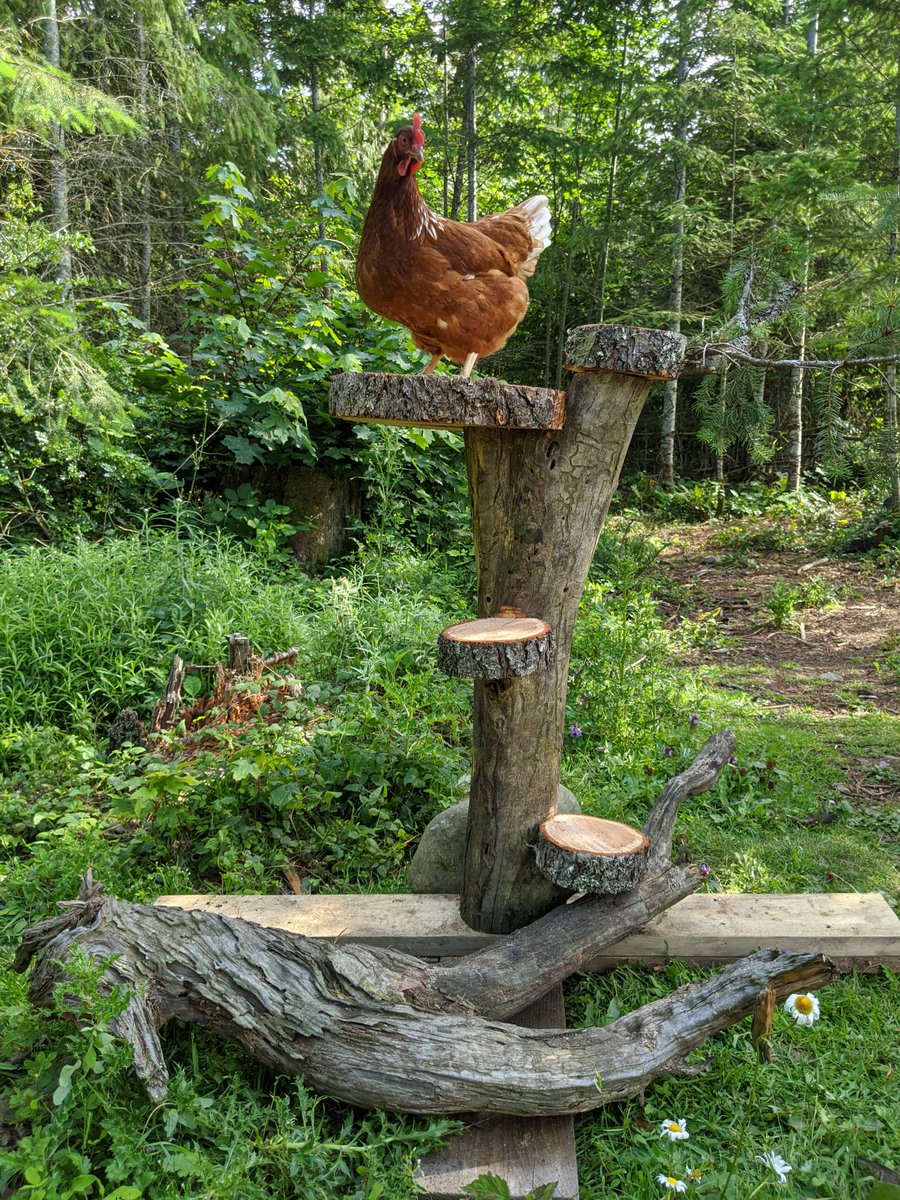 homeforhooves1's tweet photo. One of my favorite things is seeing what Kirsti and her partner Richard create for the animals! How cool is this!??

#chickentower #enrichment #chickentoy https://t.co/0x09X2z5LH
