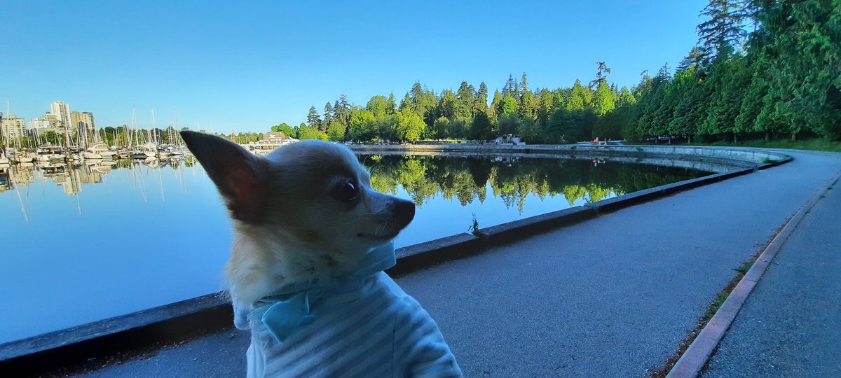 4evaPups's tweet photo. Butterz being laid back along this #beautiful #scenery at #StanleyPark #vancouverbc. Wanting to send you all a message to #StaySafe as well as good #weekendvibes. #FridayMotivation #FridayThoughts #FridayVibes #dogs #dog #Chihuahua #pomchi #CuteAnimals #cute #Vancouver #4EVAPUPS https://t.co/GXLzopHjVg