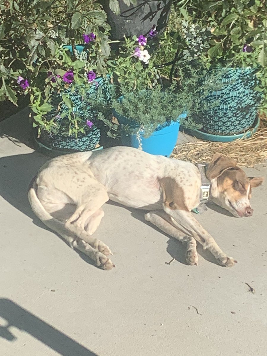 S_Miller3115's tweet photo. Someone had a ruff day at work so he decided to take a nap in the sun... not sure how he is doing it in this heat! @DogsOfTurf https://t.co/WiSHEQETWI