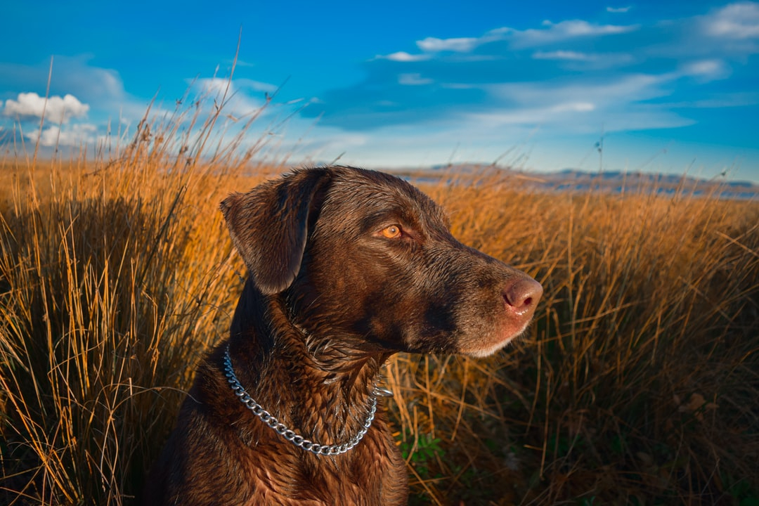 RealtreeDog's tweet photo. Born to be in the field. https://t.co/arH6YAfOqd