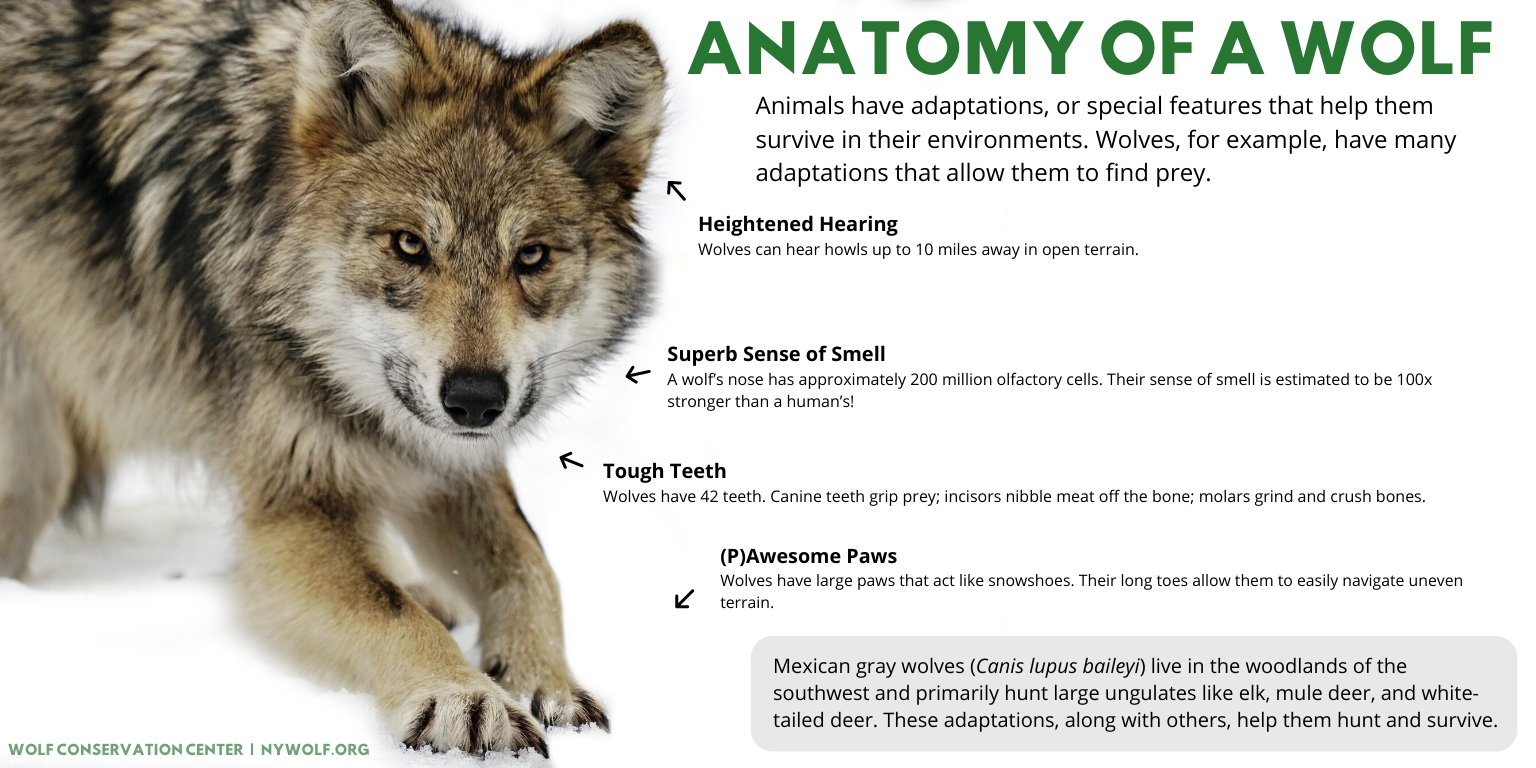 Wolf Conservation Center on Twitter: Wolf Conservation Center on Twitter: