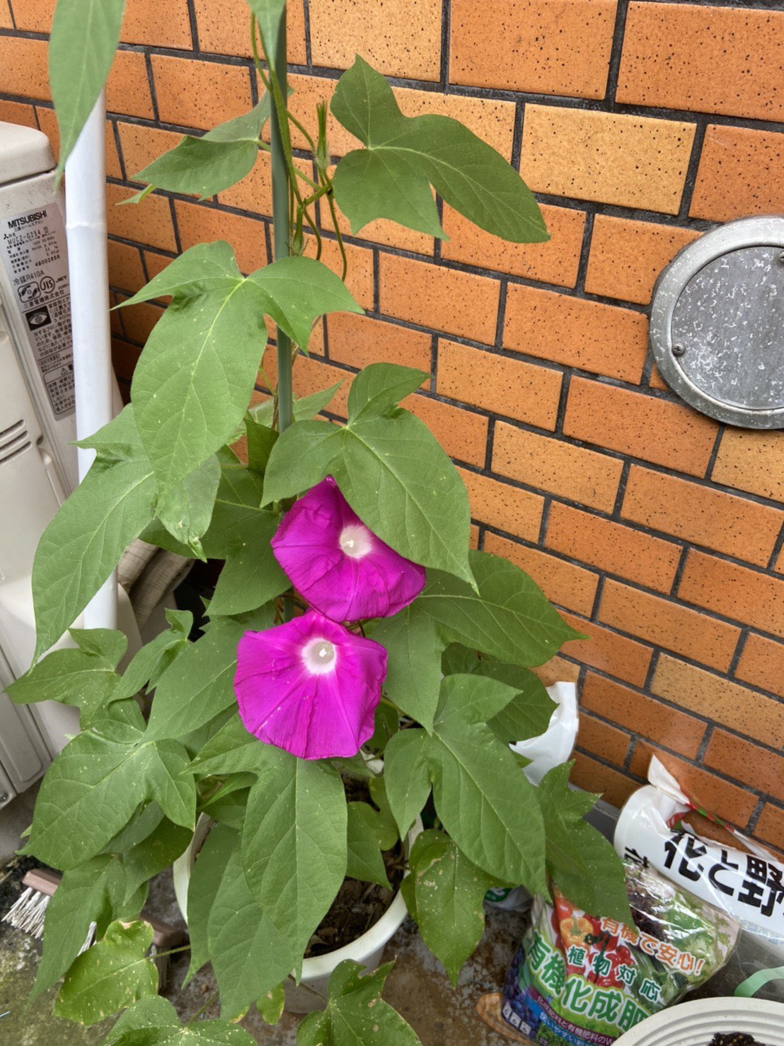 ﾄﾞｽﾞﾙｻﾞﾋﾞ Twitter Search Twitter