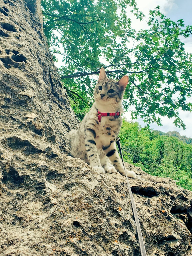 SimonTheCat27's tweet photo. @kaileybrock Happy Birthday! Here's a pic of me to make your day better. https://t.co/cNdHzLqyXs