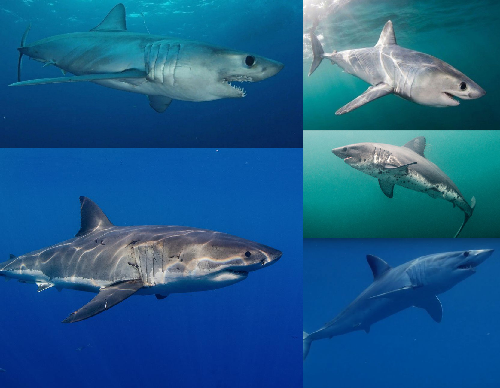 Porbeagle Shark Vs Mako