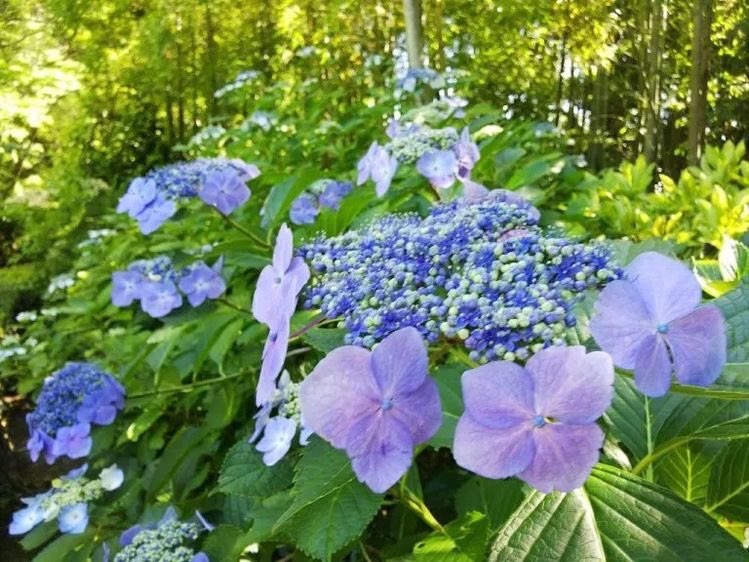 がく紫陽花 Twitter Search Twitter