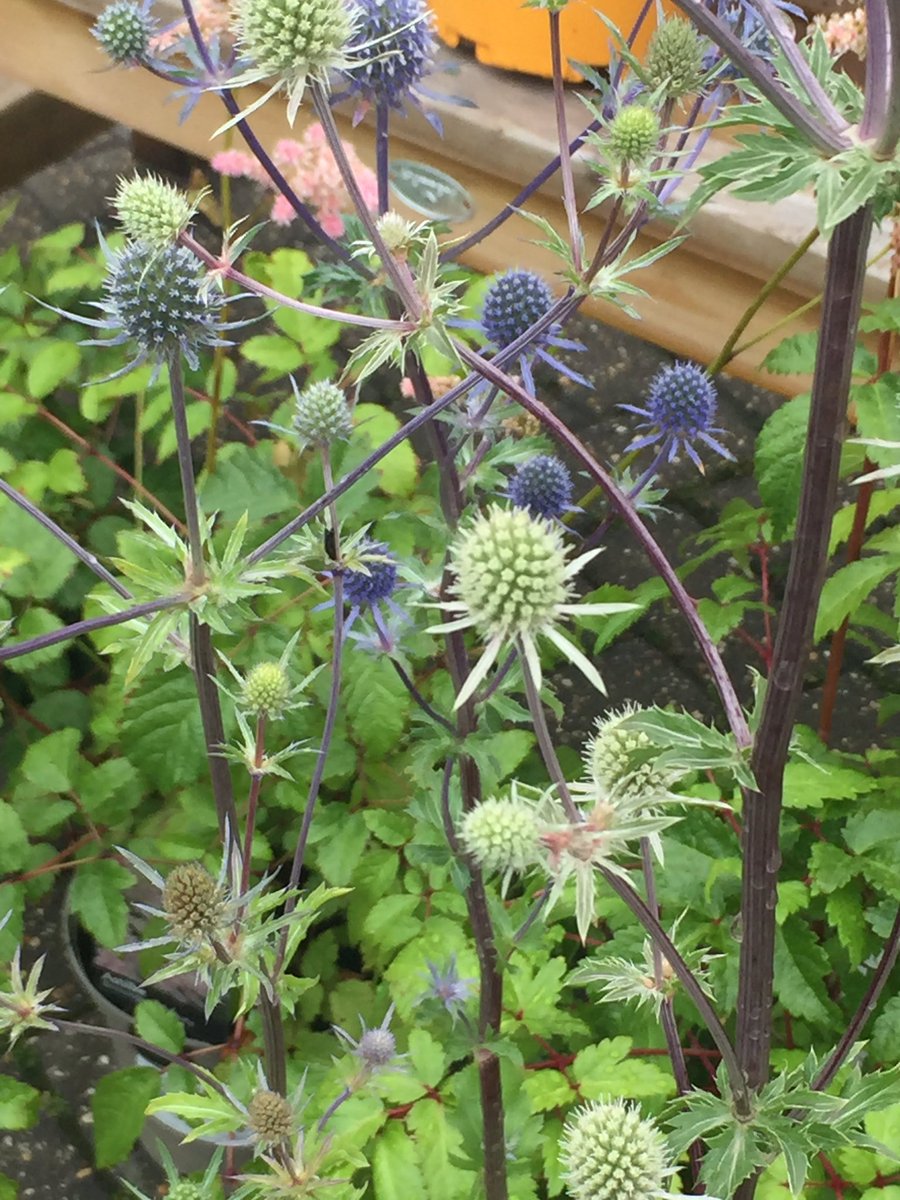 It’s the beautiful Eryngium (sea holly) looking stunning as always as it sways in the wind, perfect for a coastal garden! #northnorfolk #norfolk #garden #GardenersWorld #seaside #Independentgardencentre #shoplocal