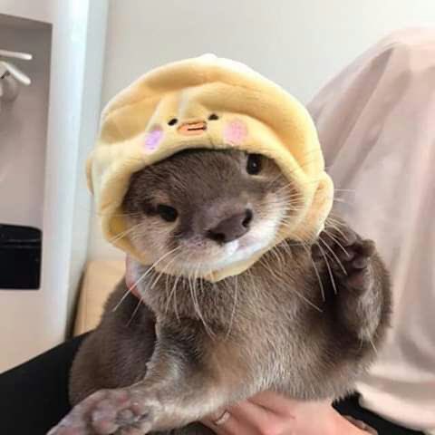 OTTERS IN HATS A THREAD IM MAKING THIS TO MAKE MYSELR Feel BETTWR