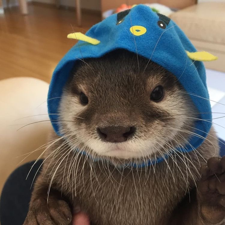 OTTERS IN HATS A THREAD IM MAKING THIS TO MAKE MYSELR Feel BETTWR