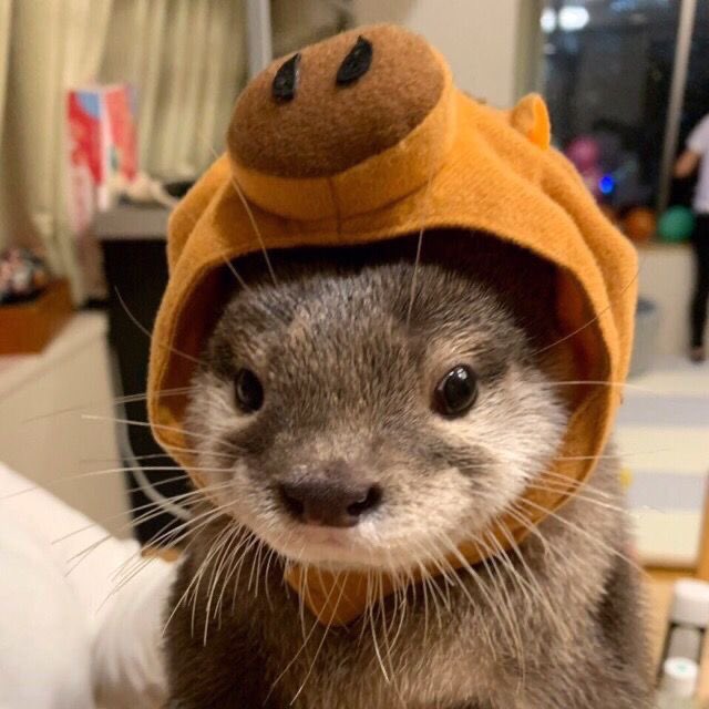 OTTERS IN HATS A THREAD IM MAKING THIS TO MAKE MYSELR Feel BETTWR